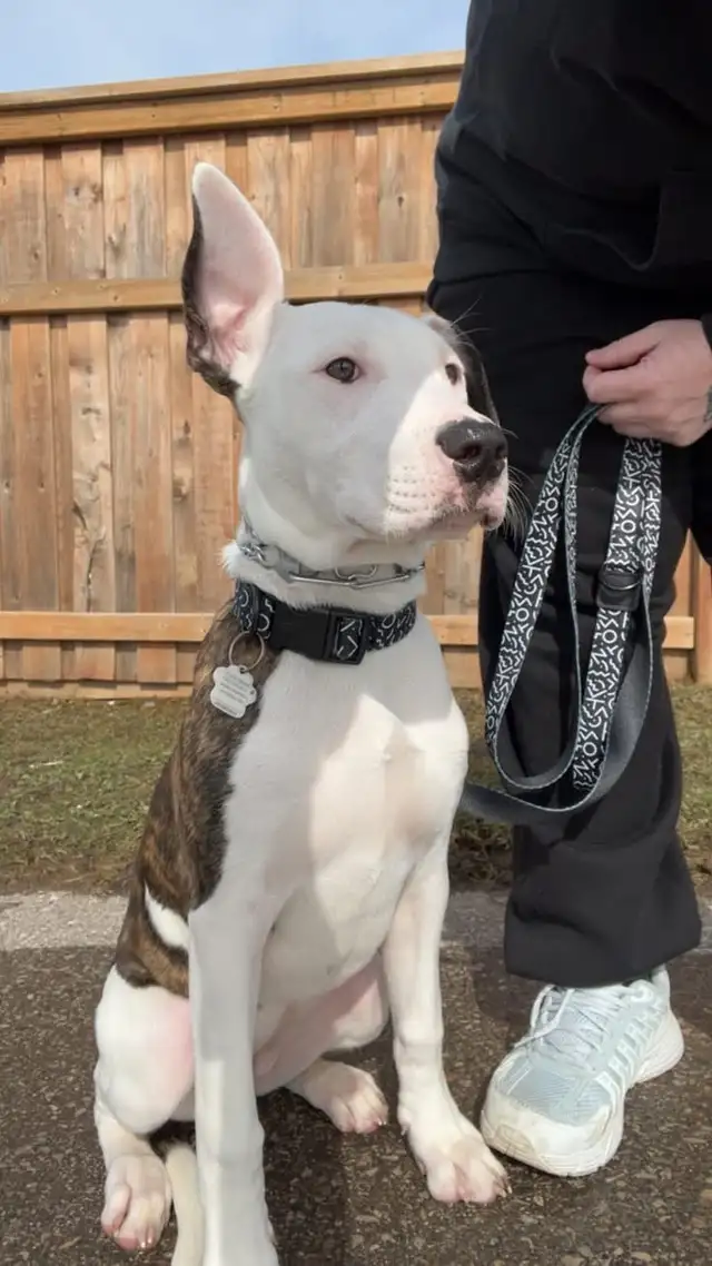 Dogo/ bully female in Dogs & Puppies for Rehoming in Brantford - Image 2