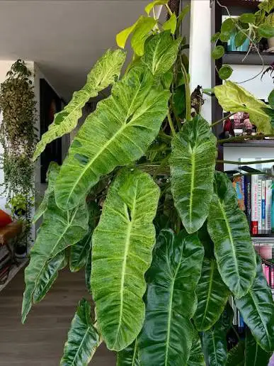 Flash sales varieties of rare plants, View more