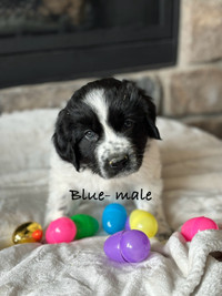 Purebred Newfoundland puppies **updated pictures**