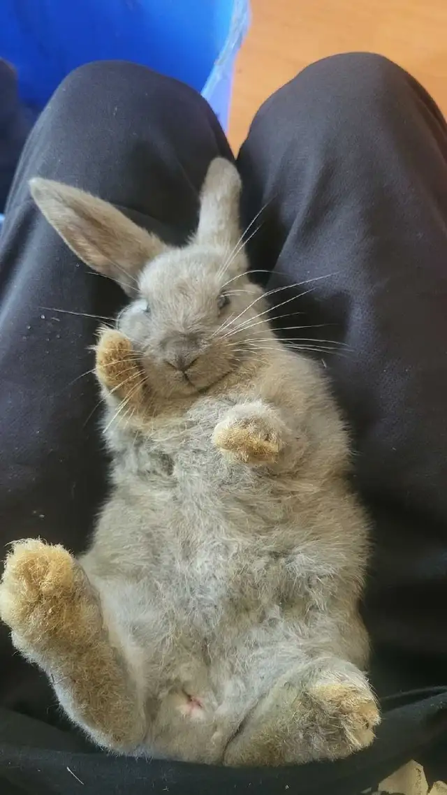 Rabbit Gender Identification in Animal & Pet Services in Moncton - Image 8