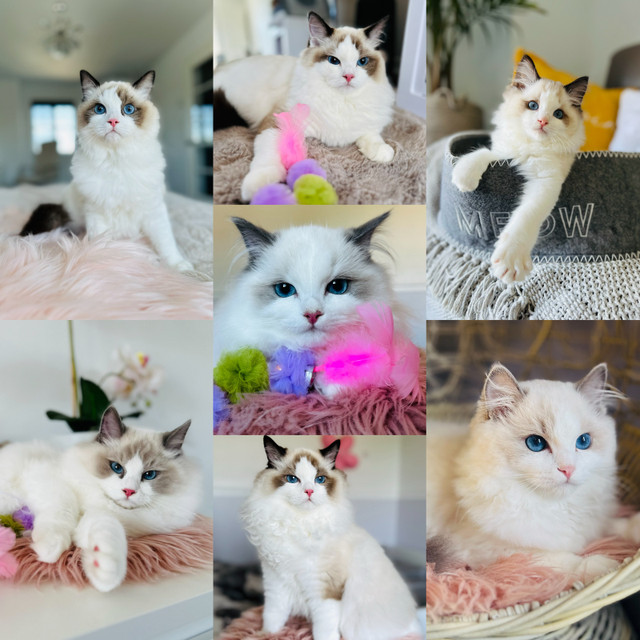 Chatons❤️Ragdoll ( pure race )❤️Scottish straights (pure race)❤️ dans Chats et chatons à adopter  à Laval/Rive Nord