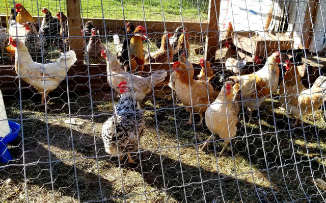 Icelandic chickens  in Livestock in Williams Lake - Image 4