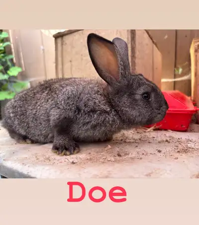 Flemish Giant Rabbits for sale Dad is 3/4 Flemish Giant 1/4 New Zealand Mom is 100% Flemish her Gran...