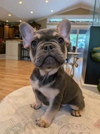 French Bulldogs for sale, View more