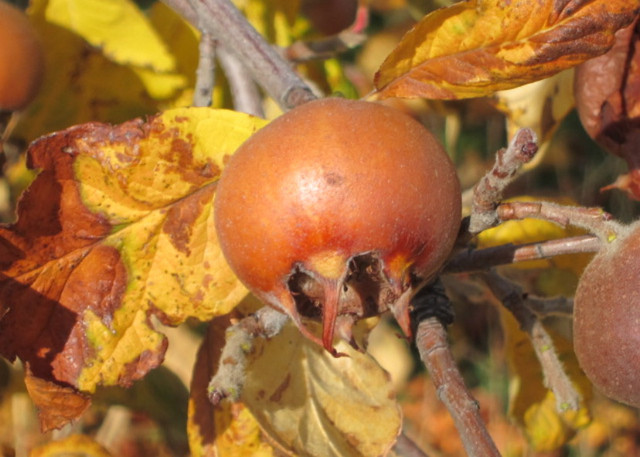 Medlar Heirloom Superfruit tree seeds .Hardy Zone 5 in Plants, Fertilizer & Soil in Oshawa / Durham Region - Image 3
