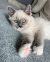 Ragdoll Kitten For  Rehoming