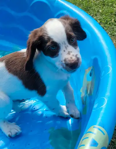 English Springer Spaniels.....Upcoming Litter, View more