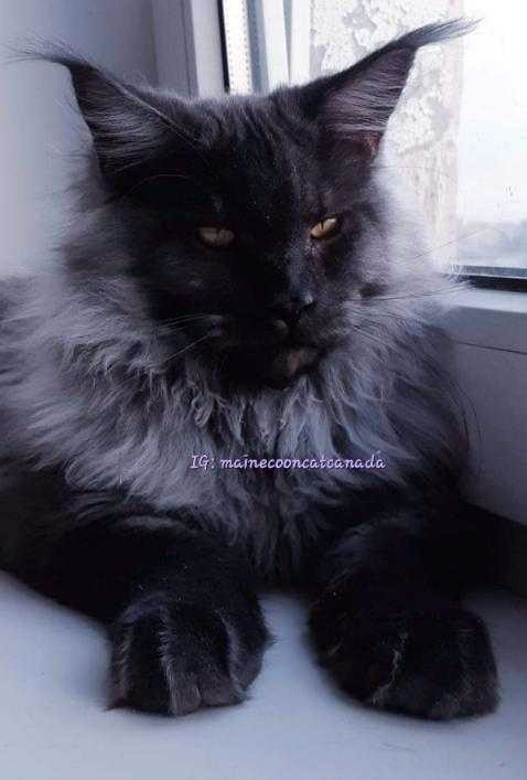 Champion Maine Coons (647) 933-6293 in Cats & Kittens for Rehoming in City of Toronto - Image 2