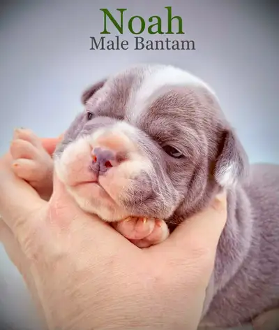 English Bulldog X French Bulldog babies, View more