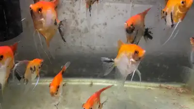 Larged Red Koi Angelfish , View more