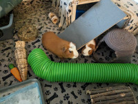 Guinea Pigs - 2 Male 1yr old