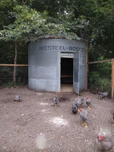 Hatching eggs Barred Plymouth Rock , View more