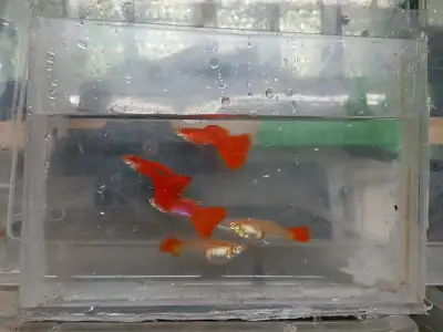 Albino Full Red Guppy, View more