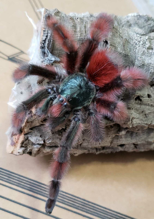 Mygale Caribena versicolor mâle dans Autres animaux à adopter  à Laval/Rive Nord - Image 2