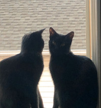Selling 2 Black cats! 2(f)