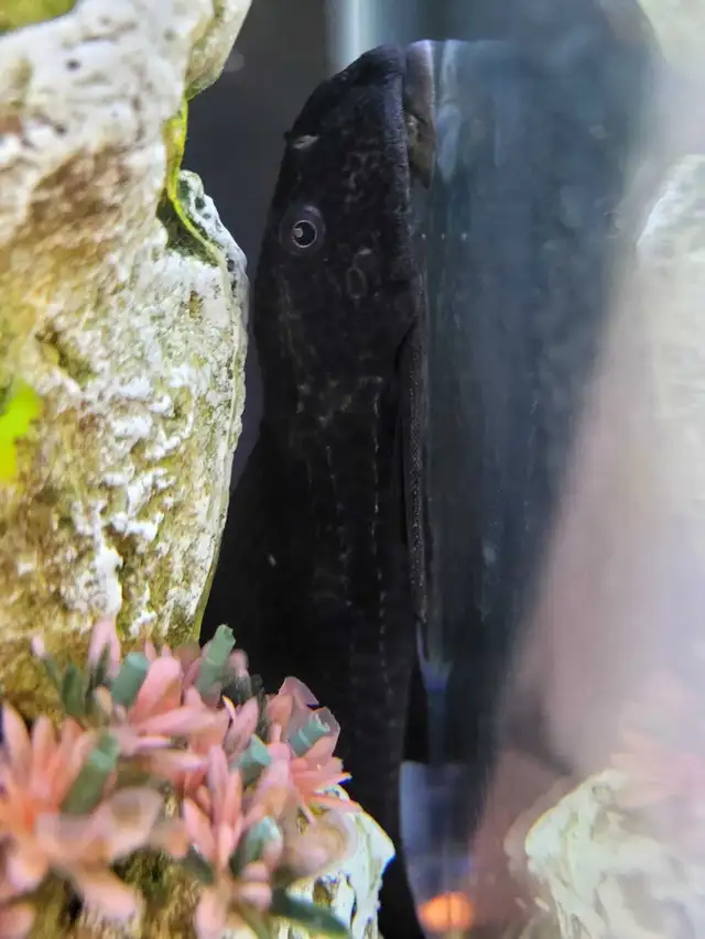 aquarium with stand in Fish for Rehoming in Lethbridge - Image 6