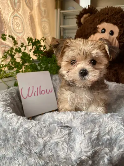 1 morkie puppy available, View more