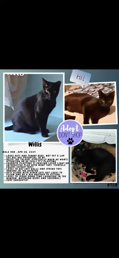 Willis- neutered male for adoption ‍!, View more