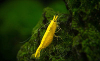 Yellow Neocaridinas and golden back shrimp