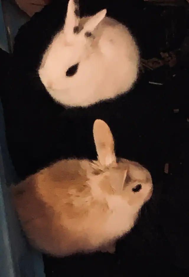 Bunnies in need of forever home❤️ in Small Animals for Rehoming in Mississauga / Peel Region - Image 6