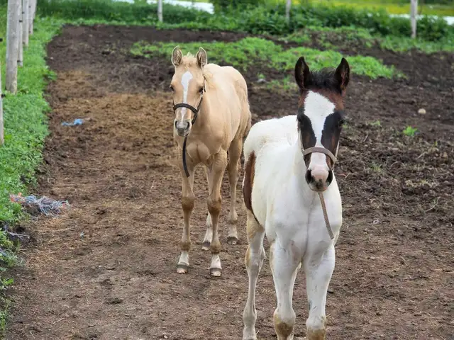 A Beautiful Bay/White APHA Filly in Horses & Ponies for Rehoming in Owen Sound - Image 6