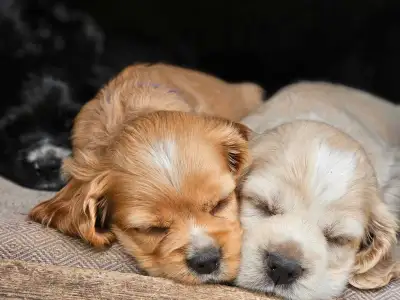 American cocker spaniel puppies!, View more