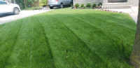 Grass Cutting, Spring Cleanups, Lawn Maintenance Service