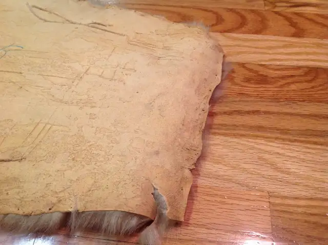 Taxidermie: peau de phoque (blanchon) in Other in Rimouski / Bas-St-Laurent - Image 5