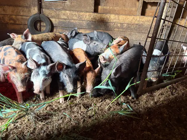 bacon seeds in Livestock in Red Deer - Image 8