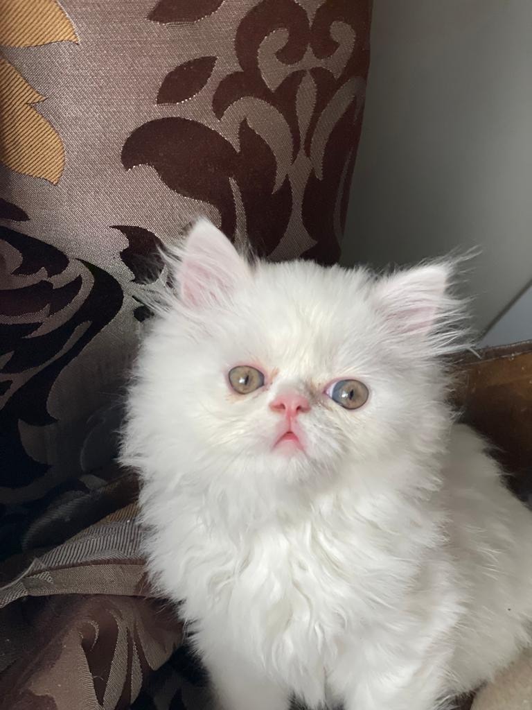 Fluffy White Persian Kittens Ready for their new home!! Cats