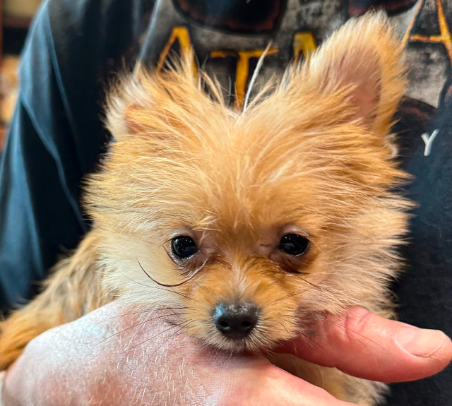REDUCE : Super Tiny Yorkie/pom Puppy in Dogs & Puppies for Rehoming in Calgary