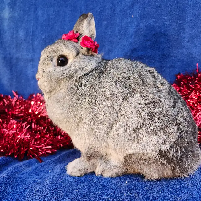 EXTRAORDINARY Netherland dwarf,  mini rex, Holland lop bunnies in Small Animals for Rehoming in Mississauga / Peel Region - Image 4