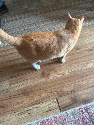 Owner leaving country, no one to take care of cat. Includes some toys, litter, and food.