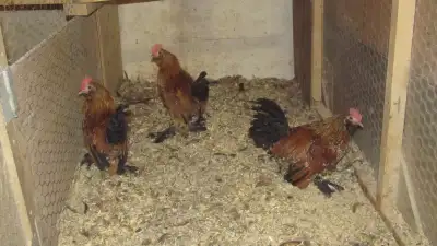 Mille Fleur Roosters, View more