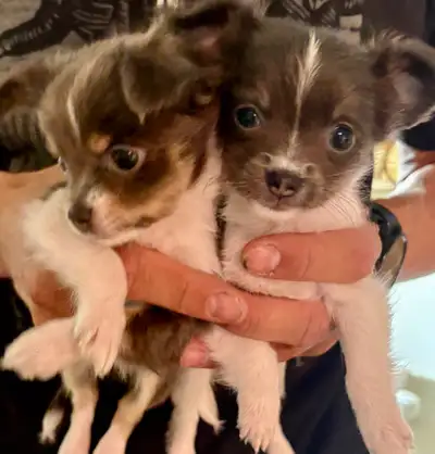 Perfect apple head puppies, tiny parents, tested against major breed typicaldisease with Embark; Bot...