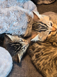 Adorable Bengal Kittens
