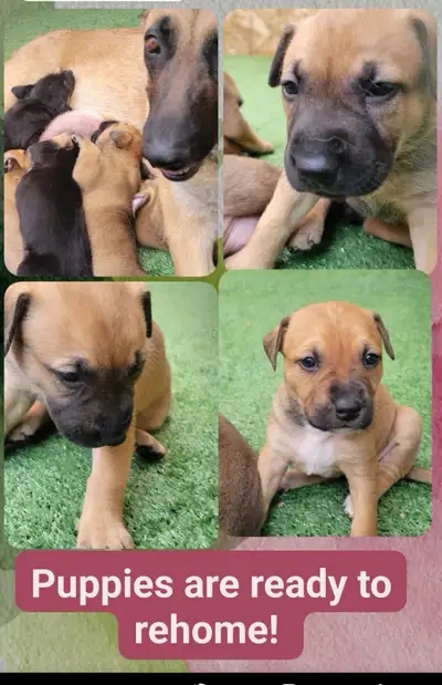 PUPPIES LOOKING FOR THEIR FOREVER HOME!, View more