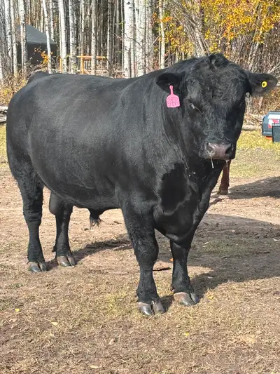 $6000 for the heifers 28 red, black, and black brockle heifers bull in june 20 and pulled 20 sept ,...