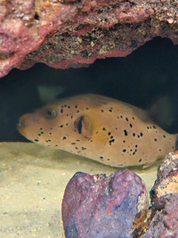 Saltwater dogface puffer for sale. Pest free and very healthy
