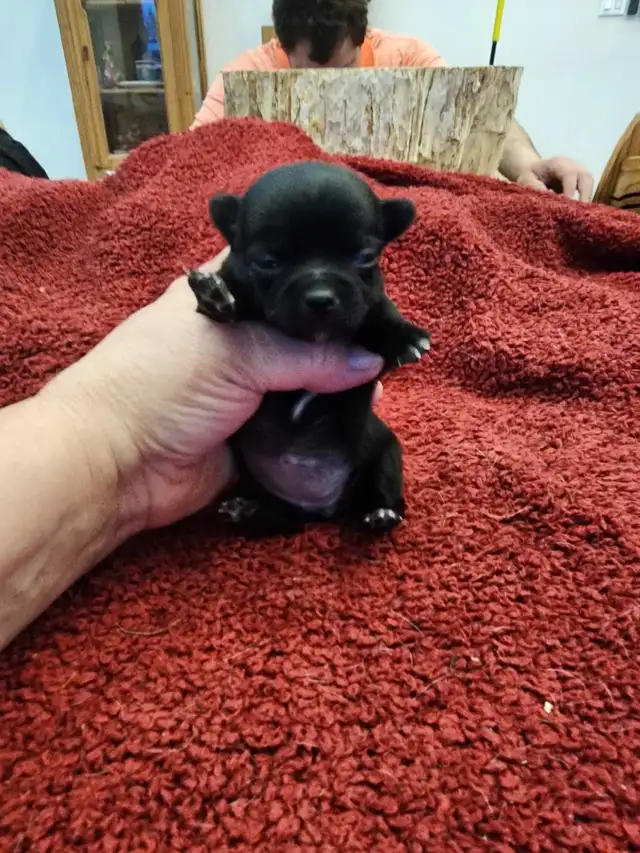 Chihuahua gorgeous puppies from Reputable Breeder in Dogs & Puppies for Rehoming in Ottawa - Image 4