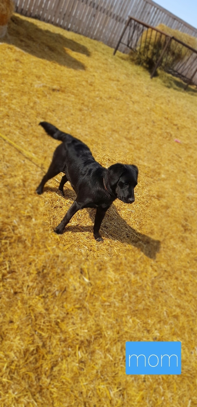 Black Lab Retriever Puppies !!!! Dogs & Puppies for Rehoming Prince
