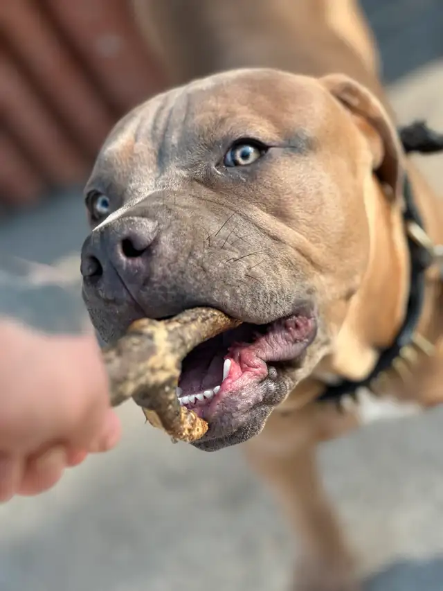 Beutiful American bulldog in Dogs & Puppies for Rehoming in Winnipeg - Image 5