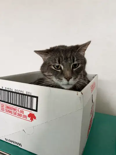 senior cat needing home as owner passed away, View more