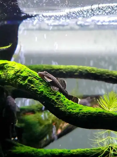 Silvertip bristlenose plecos , View more