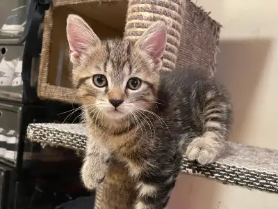 HALF SIBERIAN KITTEN, View more