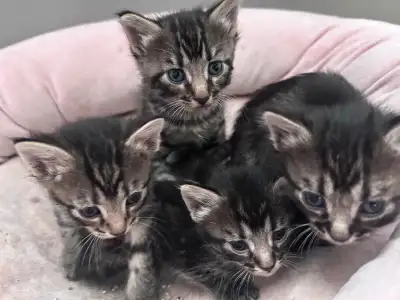 KITTENS NEEDING A HOME, View more