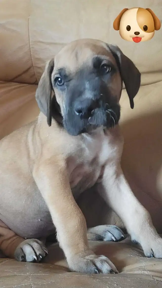 Chiots Grand Danois | Dogs & Puppies for Rehoming | St-Georges-de ...