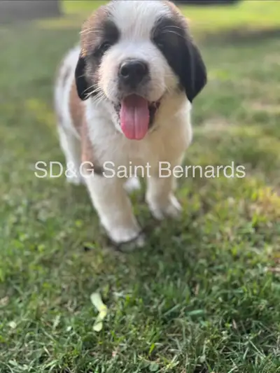 Saint Bernard Puppies, View more