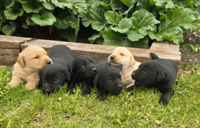 Hi Everyone! We just welcomed a litter of 6 adorable Yellow and Black Labrador puppies and are now l...