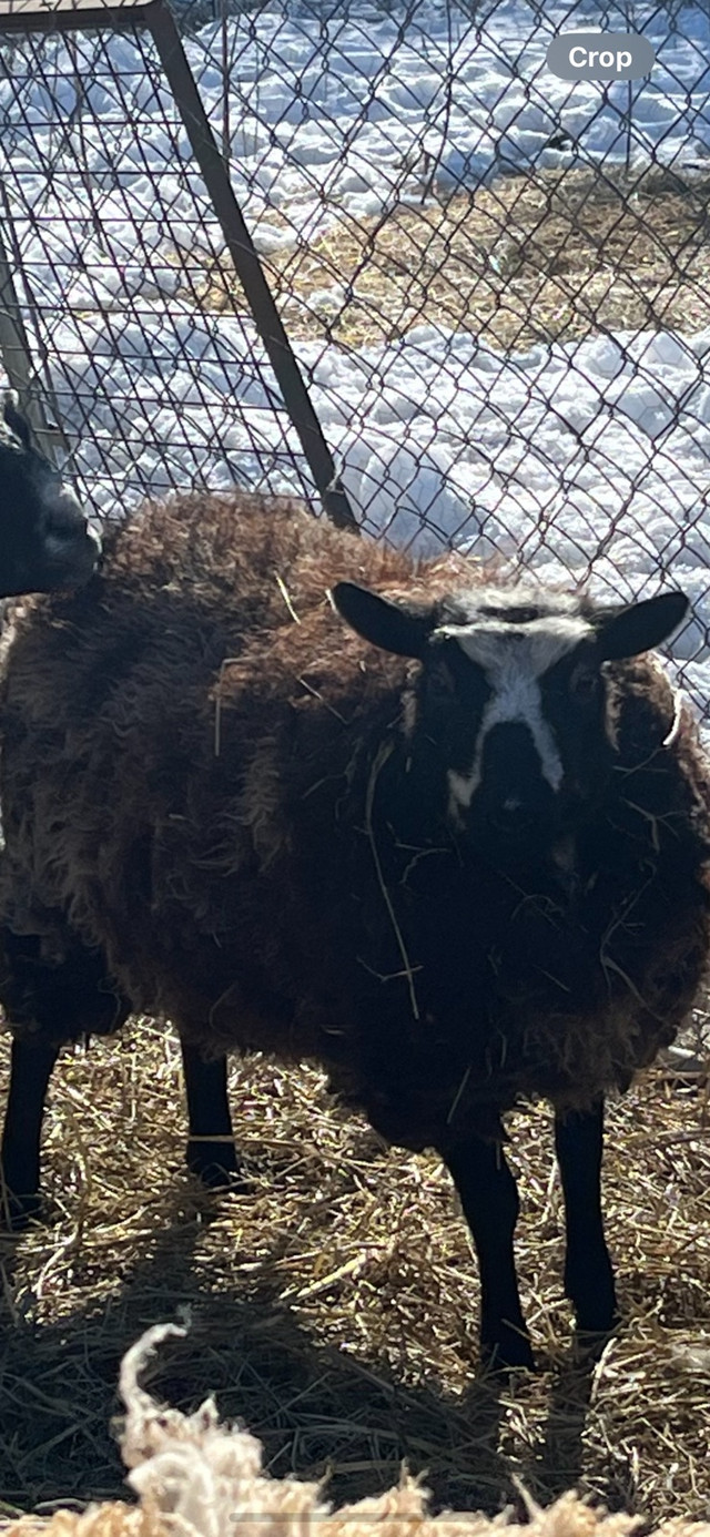 Ewe sheep  in Livestock in Belleville - Image 3